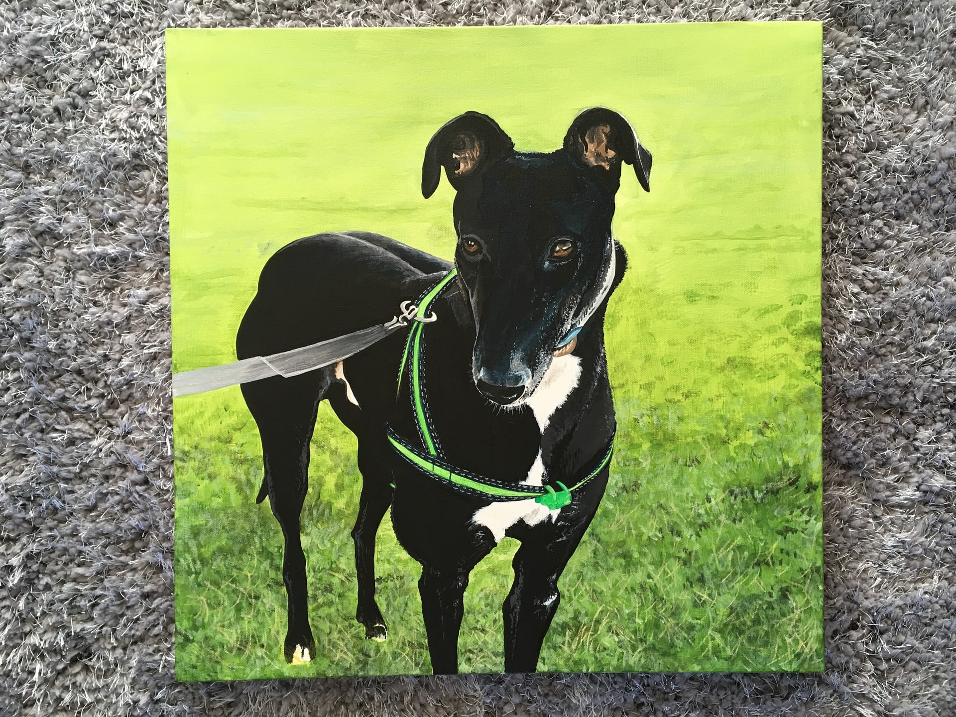 Greyhound 50 x 50 Acrylic on canvas